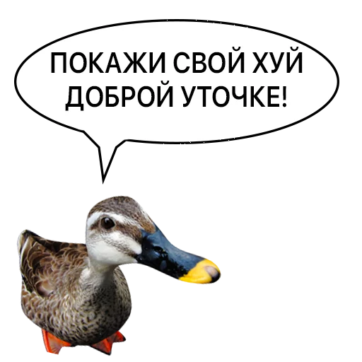 Sticker from the "Злая утка" sticker pack