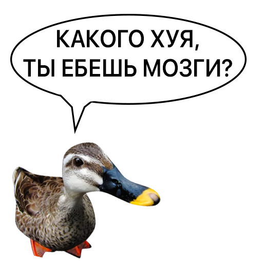 Sticker from the "Злая утка" sticker pack