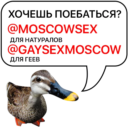 Sticker from the "Злая утка" sticker pack