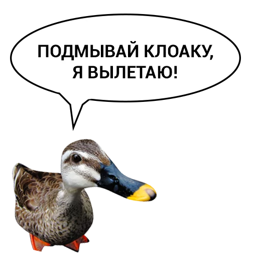 Sticker from the "Злая утка" sticker pack