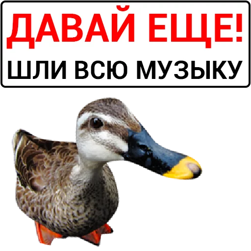 Sticker from the "Злая утка" sticker pack