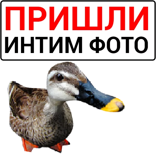 Sticker from the "Злая утка" sticker pack