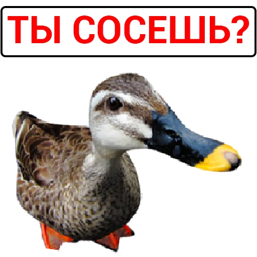 Sticker from the "Злая утка" sticker pack