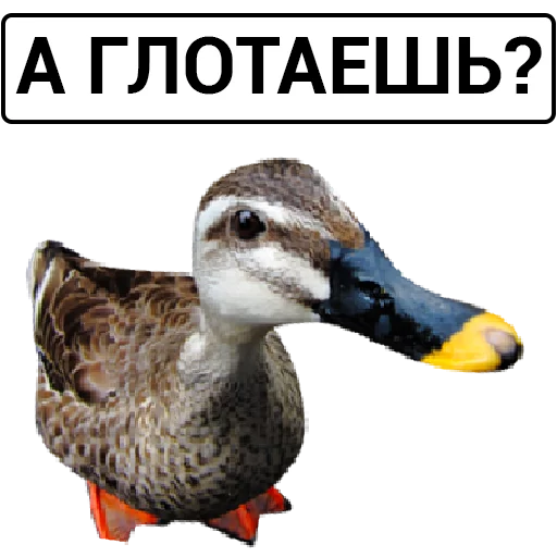 Sticker from the "Злая утка" sticker pack