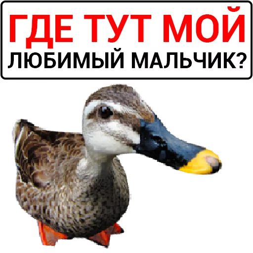 Sticker from the "Злая утка" sticker pack