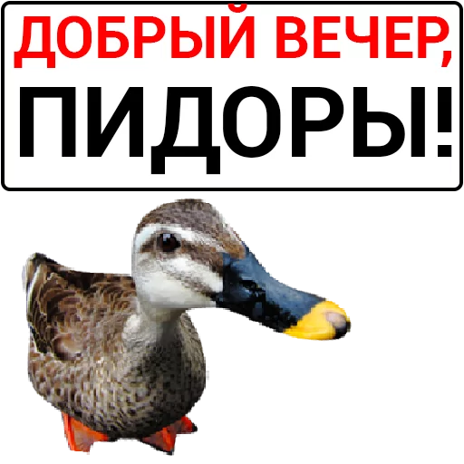 Sticker from the "Злая утка" sticker pack