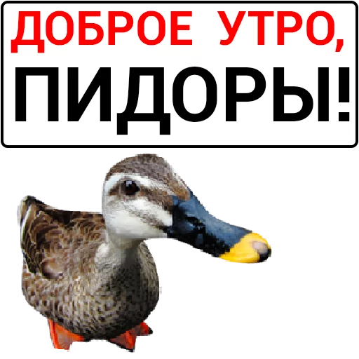 Sticker from the "Злая утка" sticker pack