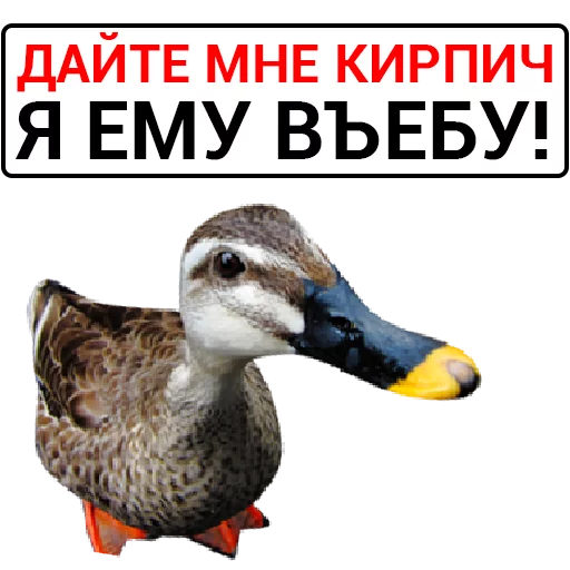 Sticker from the "Злая утка" sticker pack