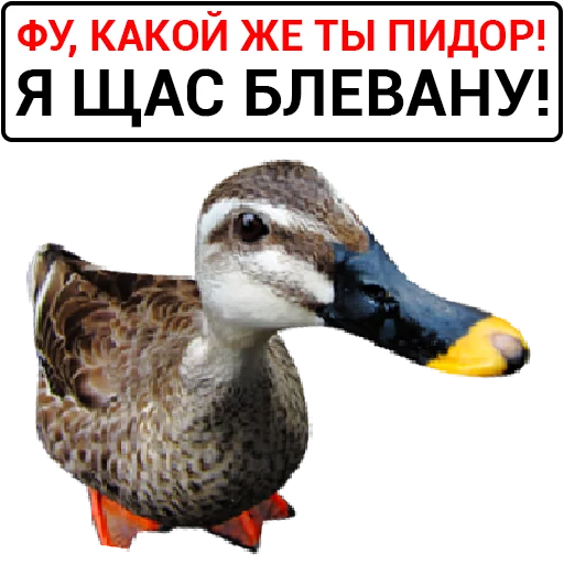 Sticker from the "Злая утка" sticker pack