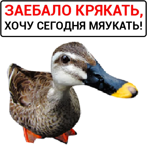 Sticker from the "Злая утка" sticker pack