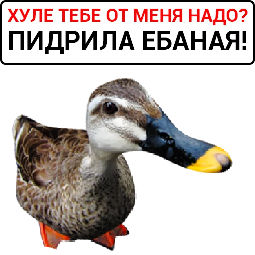 Sticker from the "Злая утка" sticker pack