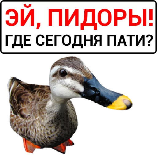 Sticker from the "Злая утка" sticker pack