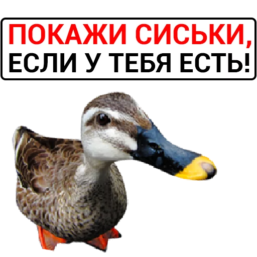 Sticker from the "Злая утка" sticker pack