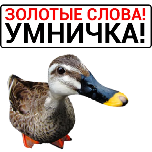 Sticker from the "Злая утка" sticker pack