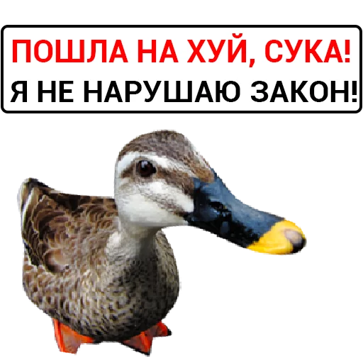 Sticker from the "Злая утка" sticker pack