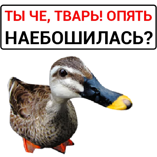 Sticker from the "Злая утка" sticker pack