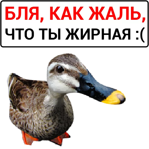 Sticker from the "Злая утка" sticker pack