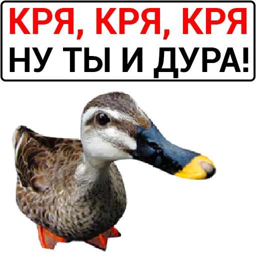 Sticker from the "Злая утка" sticker pack