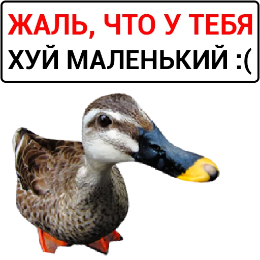 Sticker from the "Злая утка" sticker pack