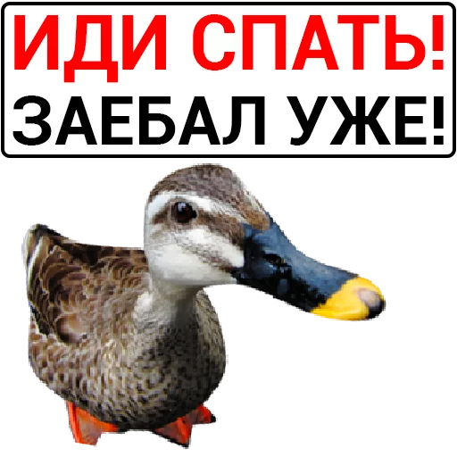 Sticker from the "Злая утка" sticker pack