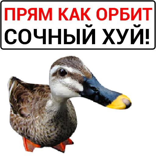 Sticker from the "Злая утка" sticker pack