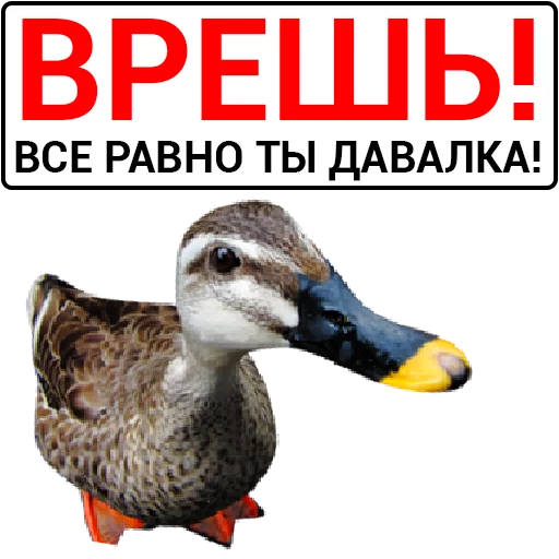 Sticker from the "Злая утка" sticker pack