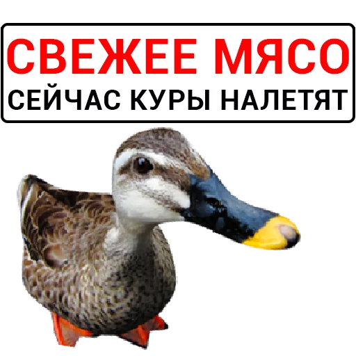 Sticker from the "Злая утка" sticker pack