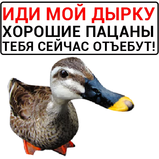 Sticker from the "Злая утка" sticker pack