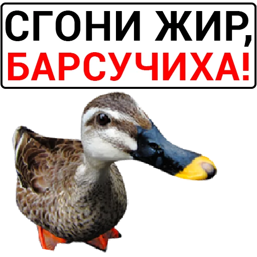 Sticker from the "Злая утка" sticker pack