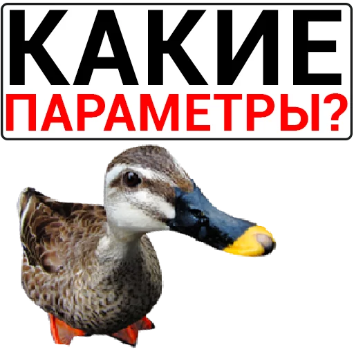 Sticker Злая утка