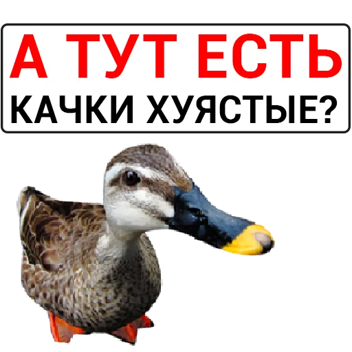 Sticker from the "Злая утка" sticker pack