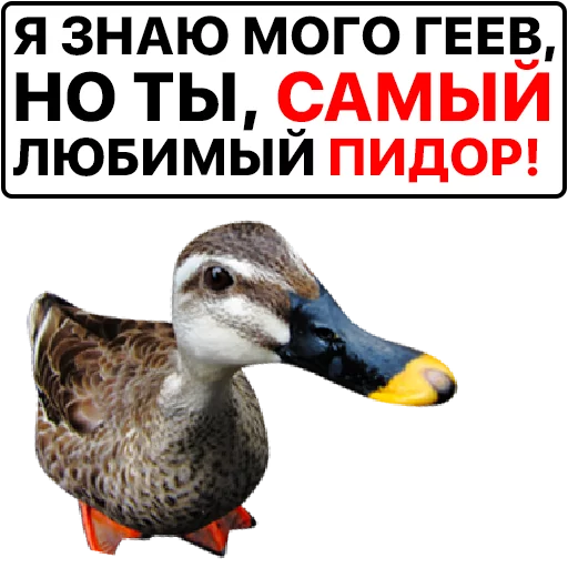 Sticker from the "Злая утка" sticker pack