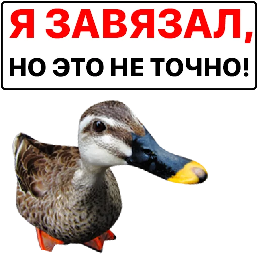 Sticker from the "Злая утка" sticker pack