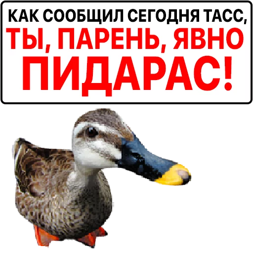 Sticker from the "Злая утка" sticker pack