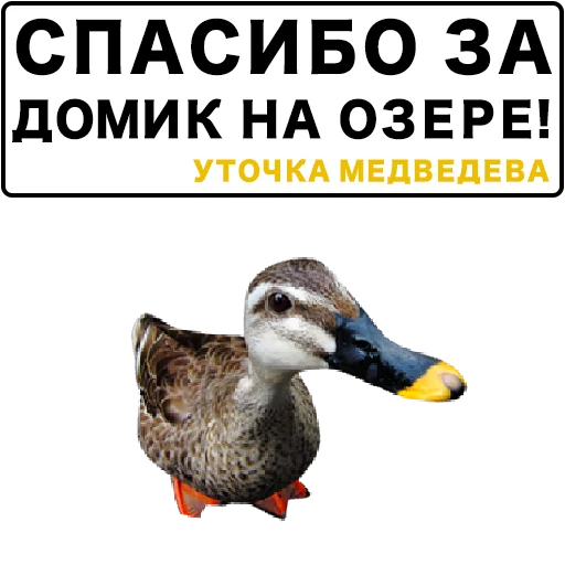 Sticker from the "Злая утка" sticker pack