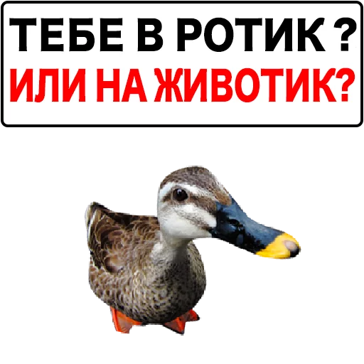 Sticker from the "Злая утка" sticker pack