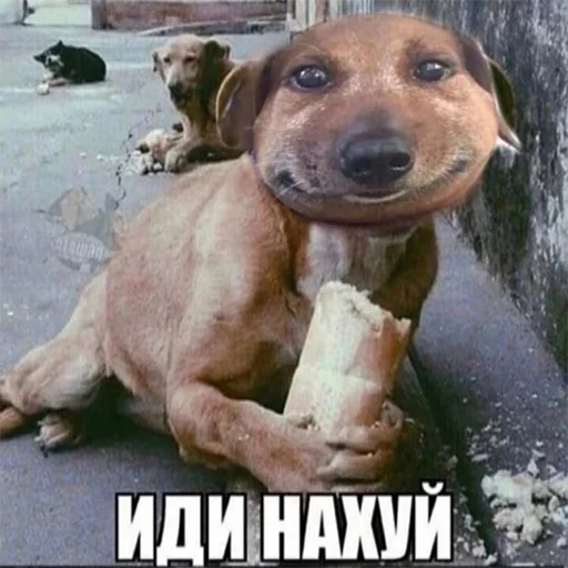 Стикер из набора "Memes | Мемы"