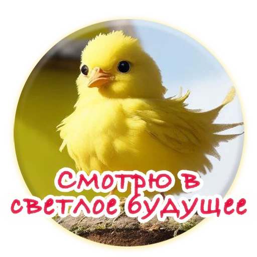 Sticker from the "Crazy Chicken!" sticker pack