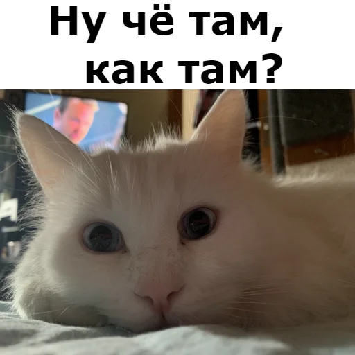 Sticker from the "Кот Красавчик" sticker pack