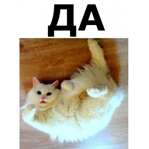 Sticker from the "Кот Красавчик" sticker pack