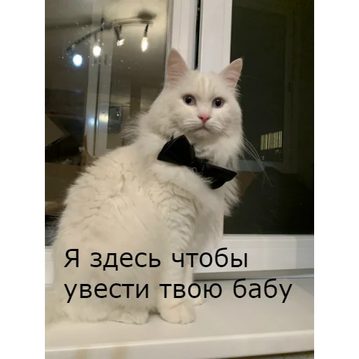 Sticker from the "Кот Красавчик" sticker pack