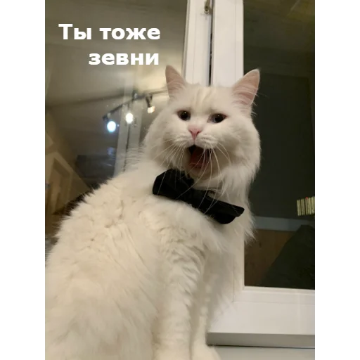 Sticker from the "Кот Красавчик" sticker pack