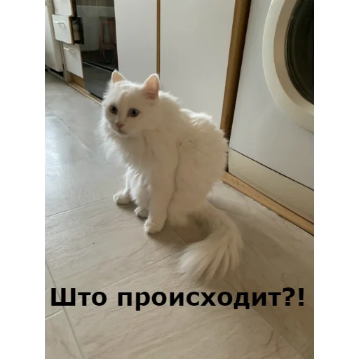 Sticker from the "Кот Красавчик" sticker pack