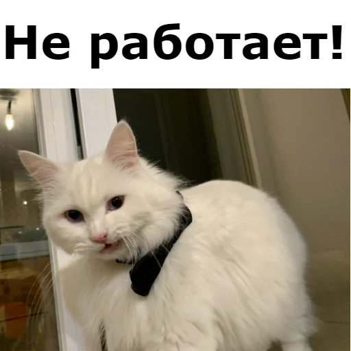 Sticker from the "Кот Красавчик" sticker pack