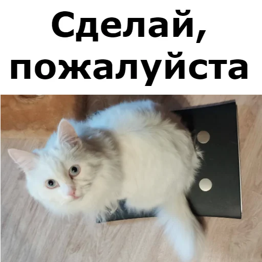 Sticker from the "Кот Красавчик" sticker pack