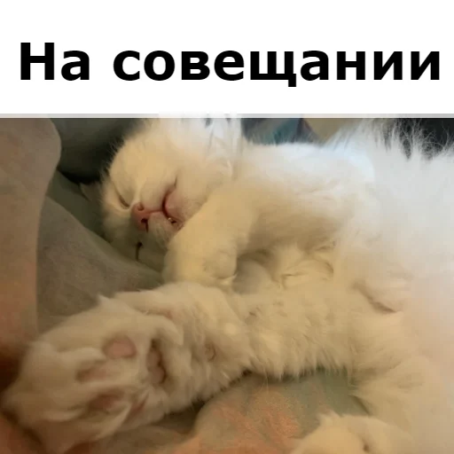 Sticker from the "Кот Красавчик" sticker pack