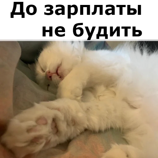 Sticker from the "Кот Красавчик" sticker pack