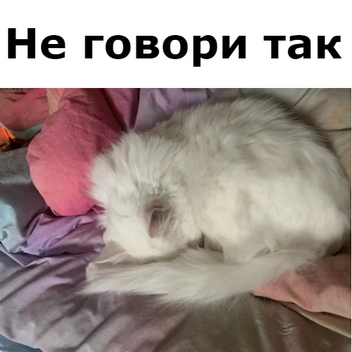 Sticker from the "Кот Красавчик" sticker pack