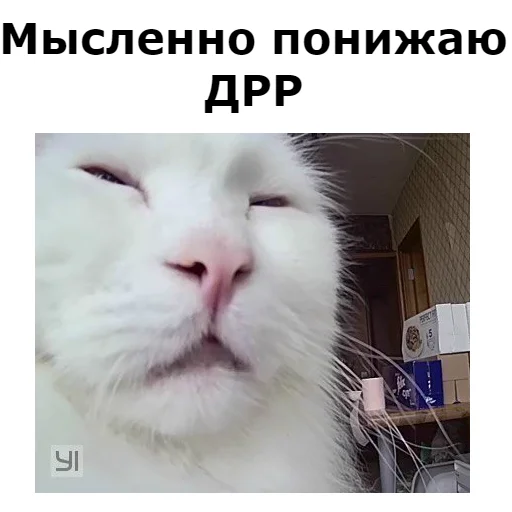 Sticker from the "Кот Красавчик" sticker pack