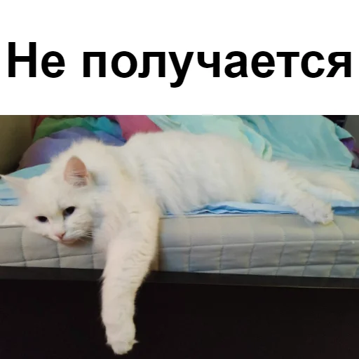 Sticker from the "Кот Красавчик" sticker pack